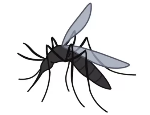 Staying Mosquito Savvy This Summer