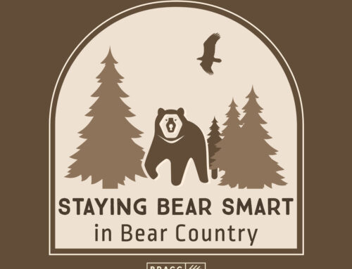 Staying Bear Smart in Bear Country