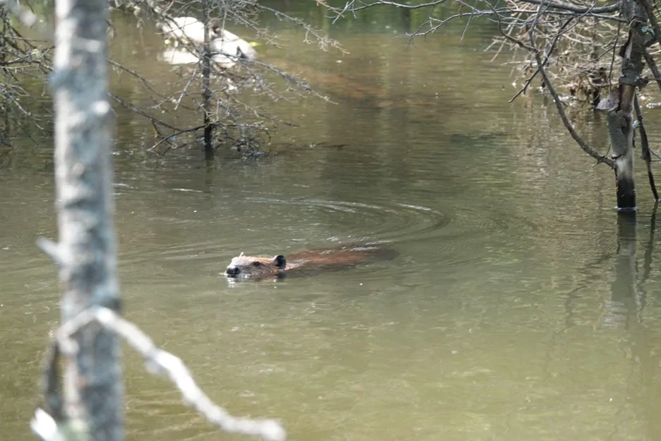 Beaver resident in the West Bragg Creek ponds