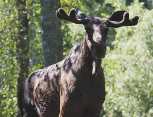 Wildlife on Candid Camera