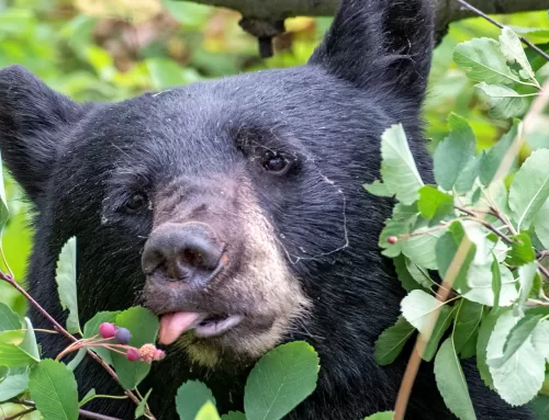 Bumper Berry Crop Feeding Hungry Bears