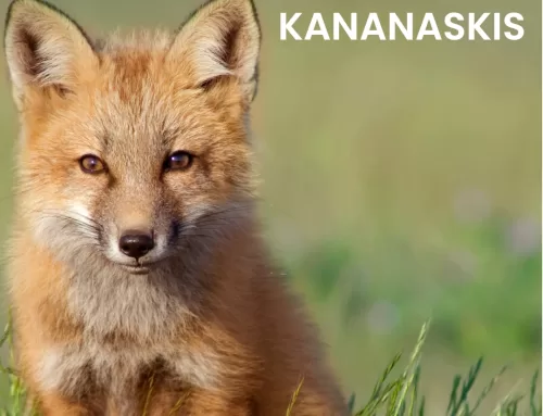 Wildlife Reporting: How and Why