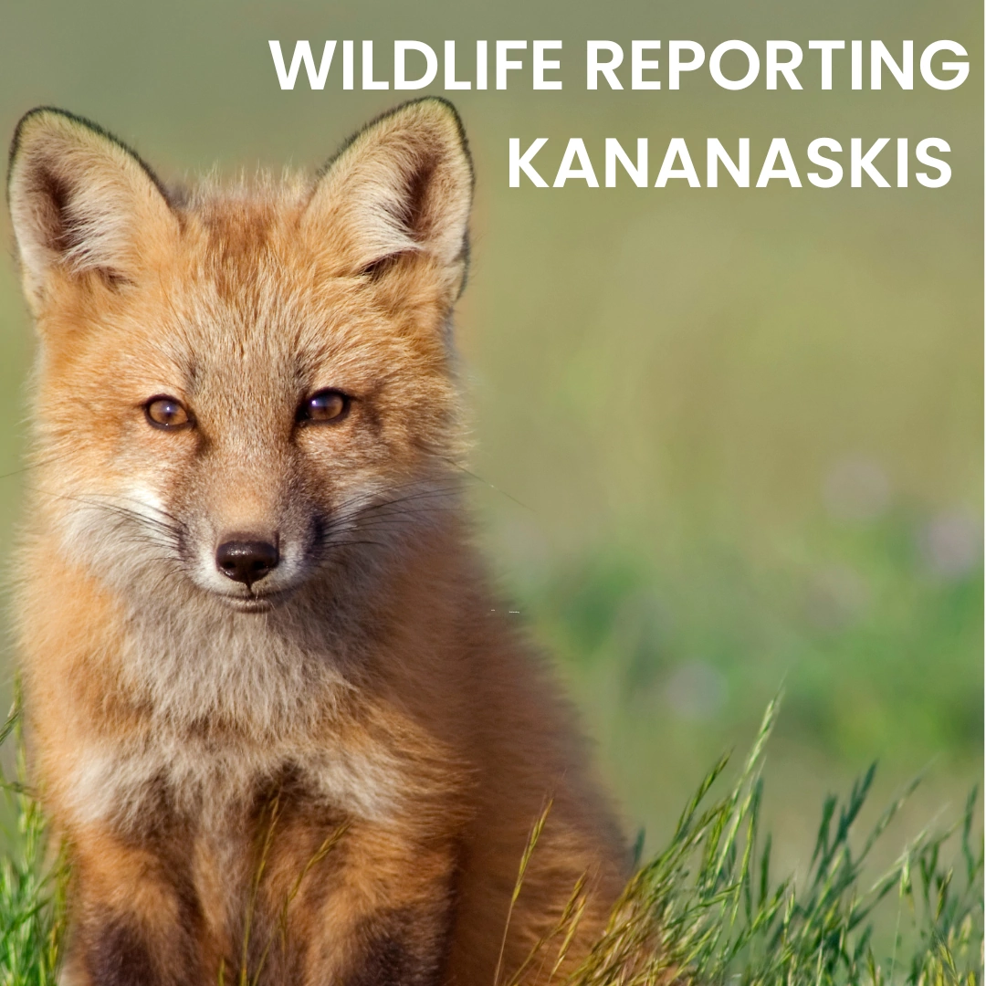 WILDLIFE REPORTING KANANASKIS