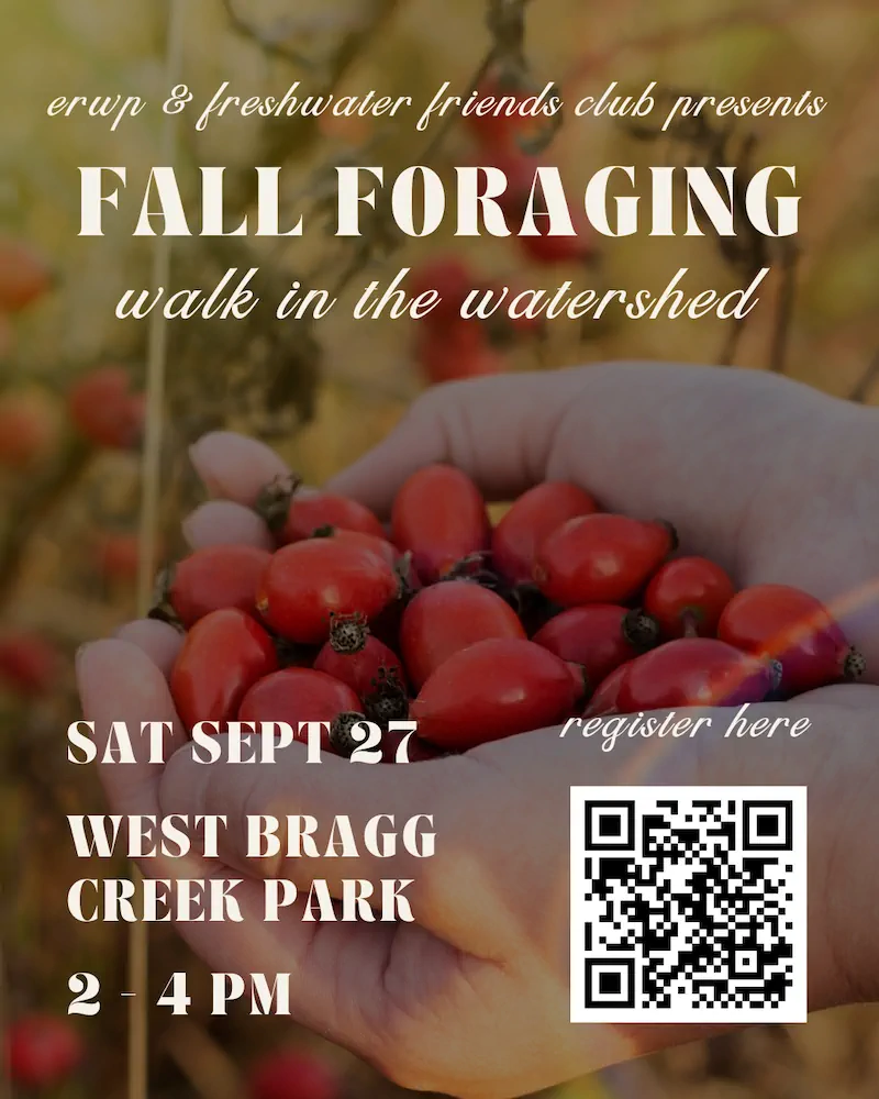 erup & freshwater friends club presents FALL FORAGING walk in the watershed SAT SEPT 27 WEST BRAGG CREEK PARK 2-4 PM