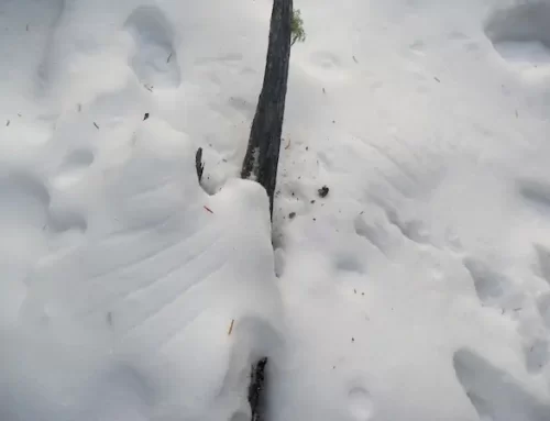 Reading Snow Stories: A Fun Guide to Tracking Wildlife in Winter