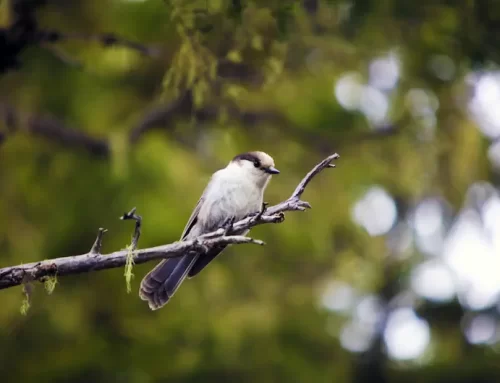 Trail Sightings: The Whiskey Jack
